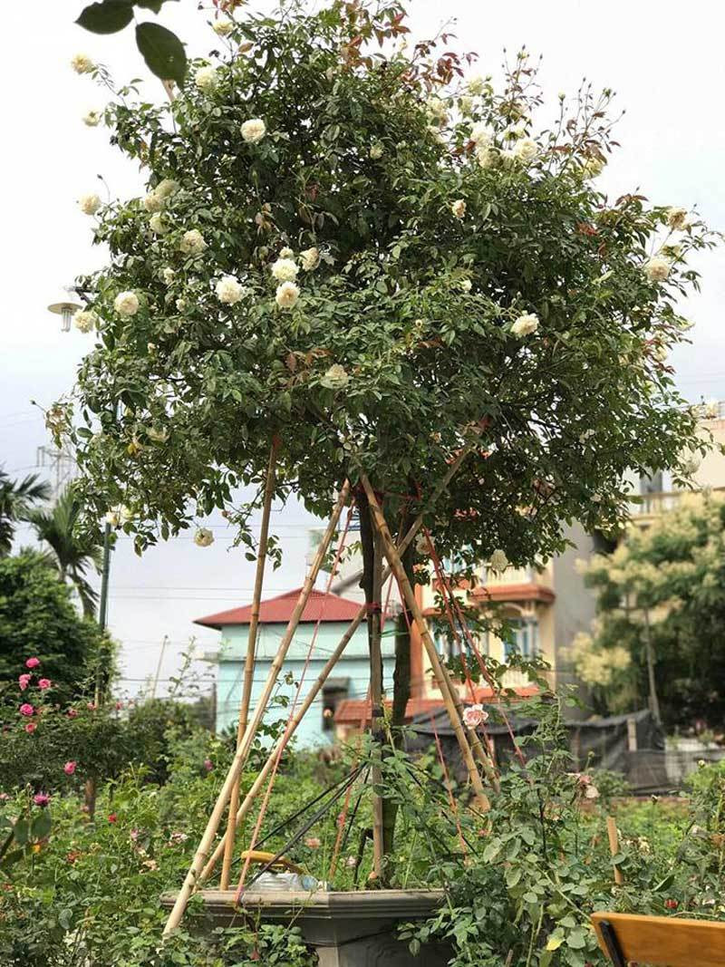 Giá của tree rose thuộc diện khá đắt đỏ, lên đến bạc triệu, thậm chí vài chục cho đến hàng trăm triệu mỗi gốc. Ảnh: Vietnamnet.