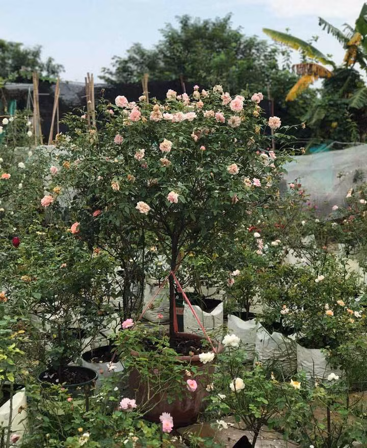 Trong vườn hồng của chị Tuyết có gốc hồng nguyên bản (tức cây tự nhiên, không ghép) và hồng nhập khẩu từ Thái Lan. Các gốc tree rose nguyên bản đều có tuổi đời từ 25-30 năm. Có gốc giá trị lên tới 50 triệu. Ảnh: Vietnamnet.