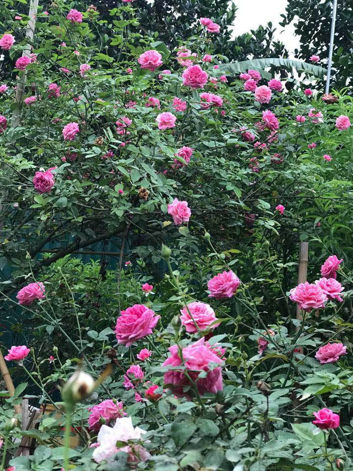 Khu vườn rộng 1.000m2 trong nhà chị Nguyễn Thị Tuyết (nickname Cỏ Dại) ở Tây Hồ (Hà Nội) có hàng ngàn gốc hồng khác nhau, trong đó có tất cả 300 gốc hồng tree rose. Ảnh: Vietnamnet.