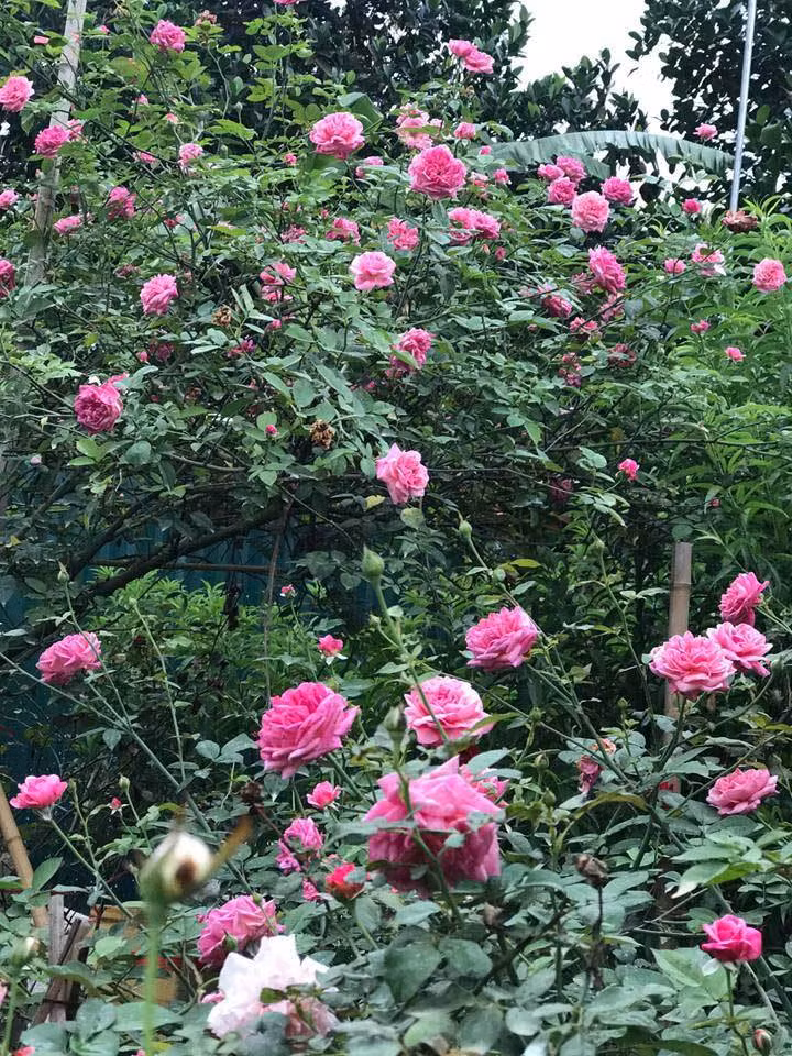 Khu vườn rộng 1.000m2 trong nhà chị Nguyễn Thị Tuyết (nickname Cỏ Dại) ở Tây Hồ (Hà Nội) có hàng ngàn gốc hồng khác nhau, trong đó có tất cả 300 gốc hồng tree rose. Ảnh: Vietnamnet.