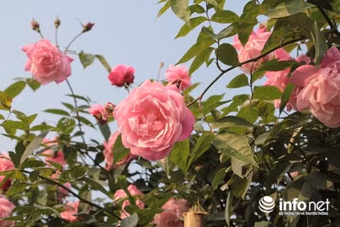 Vườn hồng có trên 1.500 loại hồng cổ nội địa, hồng ngoại đến từ các nước Anh, Trung Quốc, Nhật Bản, Ý...Ảnh: Infonet.