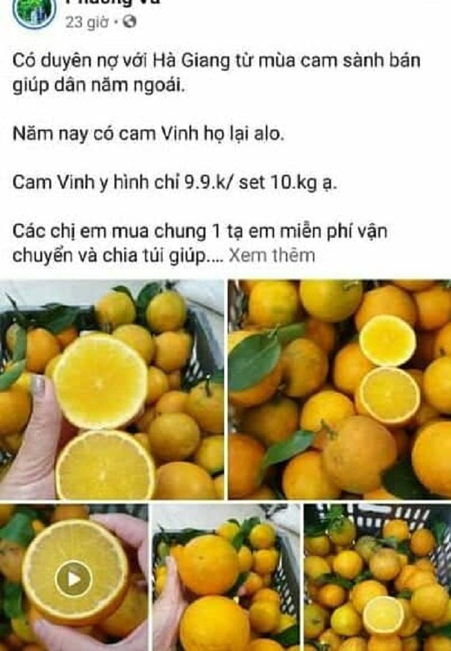 Trên chợ online, cam Vinh được rao bán tràn lan với giá chưa tới 10.000 đồng/kg, thậm chí có loại chỉ 5.000 đồng/kg. Ảnh: Dân Việt.
