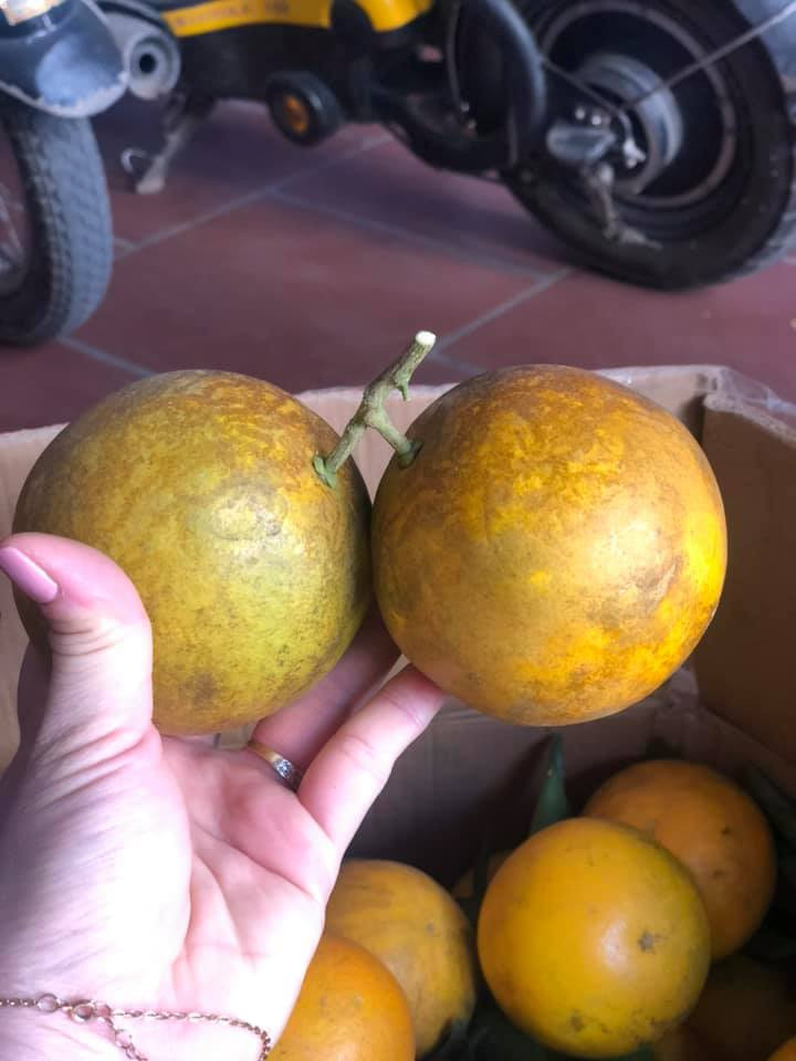 Người bán cũng tiết lộ, cam ngọt thì chỉ có cam nhỡ và cam lớn chứ cam nhỏ sẽ bị chua, khoảng 7 ngọt 3 chua. Ảnh: Facebook.