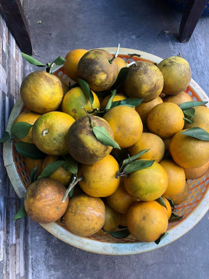 Theo người bán, cam Vinh nhưng được trồng ở một số tỉnh lân cận như Hà Giang, Hưng Yên...Trong đó, cam loại 1 có giá 15.000 đồng/kg; loại hai là cam nhỡ có giá 10.000 đồng/kg và cam nhỏ là 75.000 đồng/10 kg bao ship, có nghĩa trừ phí ship chỉ 5.000 đồng/kg. Ảnh: Facebook.