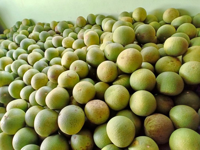 Tuy nhiên, loại bưởi Đoan Hùng giá 2.000 đồng/quả bán đầy chợ là loại bưởi non, ăn sẽ nhạt, he và đắng. Ảnh: Facebook