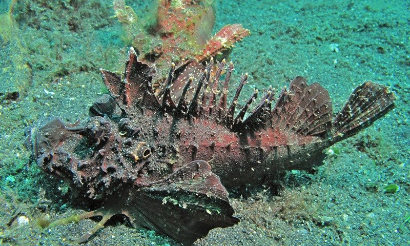 Gọi là cá mặt quỷ vì cá có vẻ ngoài vô cùng xấu xí và khuôn mặt hung tợn. Vảy cá cứng, xù xì, thô ráp, màu sắc giống như những rạn san hô đã chết..