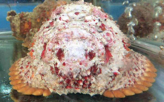 Mỗi kg cá mặt quỷ ở Trung Quốc có giá 200 NDT, tương đương hơn 700.000 đồng/kg.