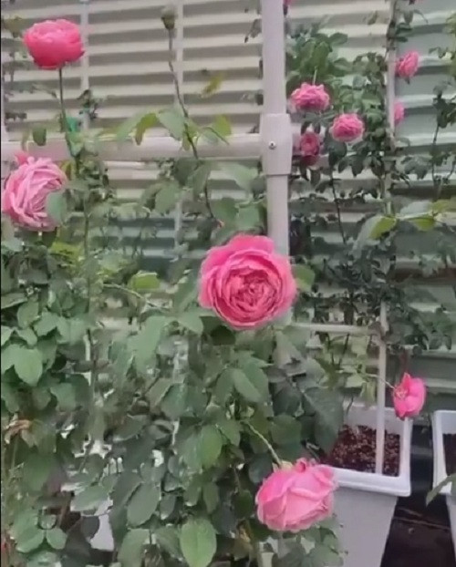 MC Ốc Thanh Vân cho biết, trồng hoa hồng cực lắm, tốn lắm nhưng mê lắm. Ảnh chụp màn hình