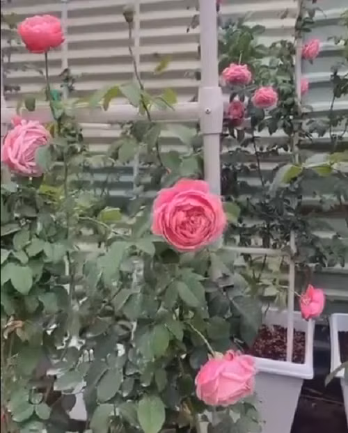 MC Ốc Thanh Vân cho biết, trồng hoa hồng cực lắm, tốn lắm nhưng mê lắm. Ảnh chụp màn hình