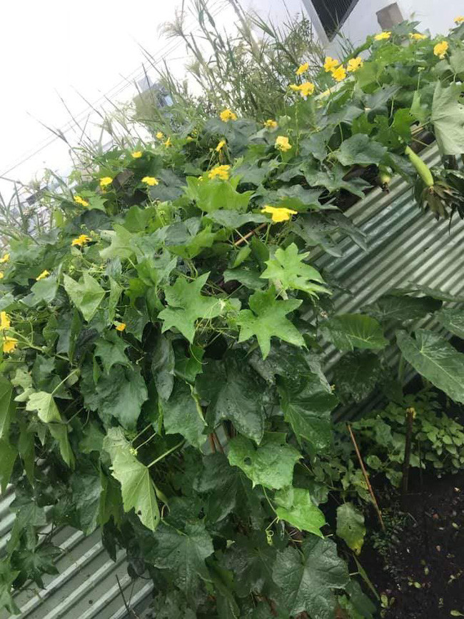 Giàn mướp tốt um. Ảnh: FBNV.