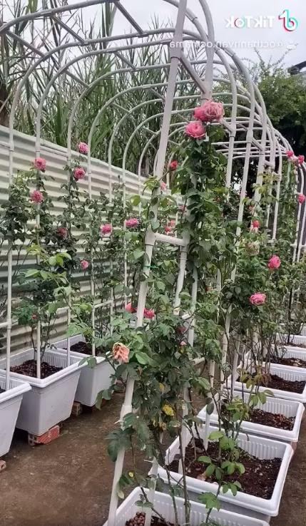 Nữ MC cho biết, đây là một góc có vòm và mong đợi đến ngày vòm phủ kín hoa hồng. Ảnh chụp màn hình