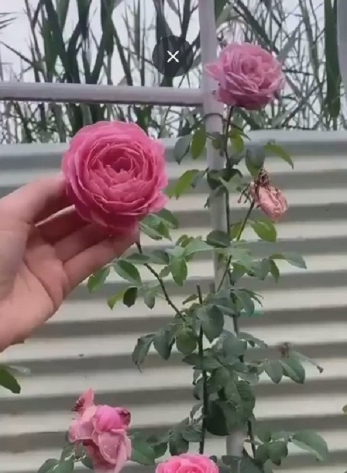 Ốc Thanh Vân khoe đóa hoa hồng Pháp đang độ nở rộ trong vườn. Ảnh chụp màn hình