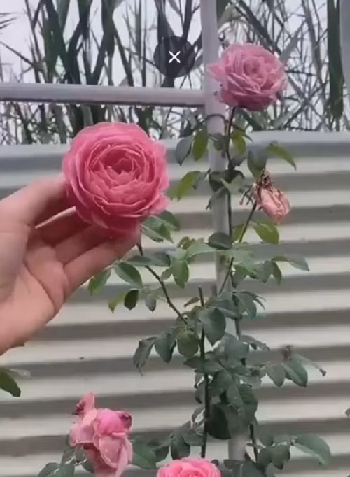 Ốc Thanh Vân khoe đóa hoa hồng Pháp đang độ nở rộ trong vườn. Ảnh chụp màn hình