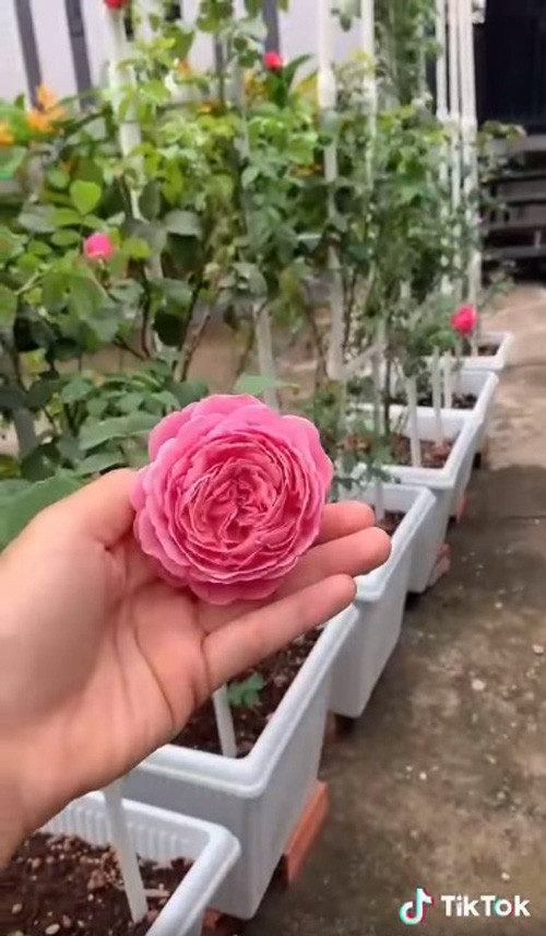 Vườn hồng của Ốc Thanh Vân có nhiều loại như hồng leo Soeur Emmanuelle (giống hồng Pháp), hồng từ Flamingo, Autumn, Mizaki, Juliet, James Galway…Ảnh chụp màn hình