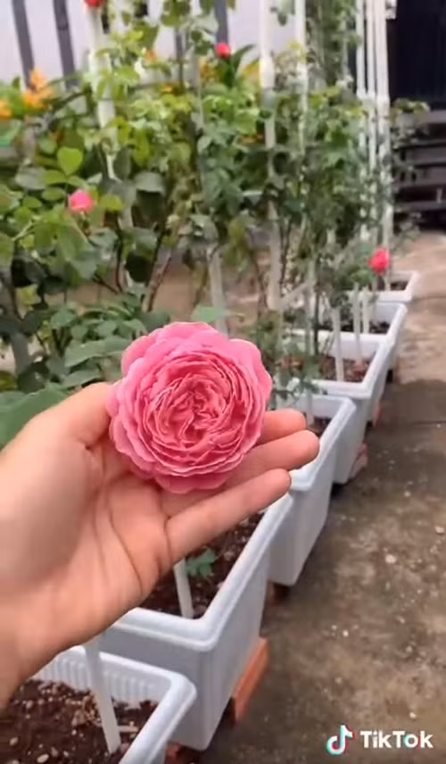 Vườn hồng của Ốc Thanh Vân có nhiều loại như hồng leo Soeur Emmanuelle (giống hồng Pháp), hồng từ Flamingo, Autumn, Mizaki, Juliet, James Galway…Ảnh chụp màn hình