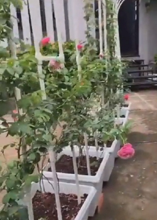 Ốc Thanh Vân đặc biệt ưa thích các giống hồng ngoại vì có mùi thơm, hình thức đẹp. Ảnh chụp màn hình