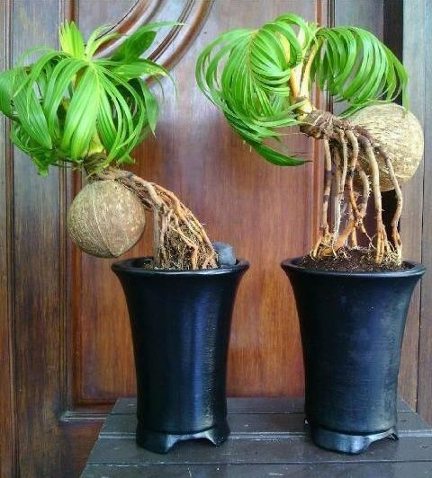 Bonsai dừa thuộc loài thực vật có hoa, thân gỗ dạng bụi do cây con đâm chồi từ gốc. Ảnh: Coco Bonsai.
