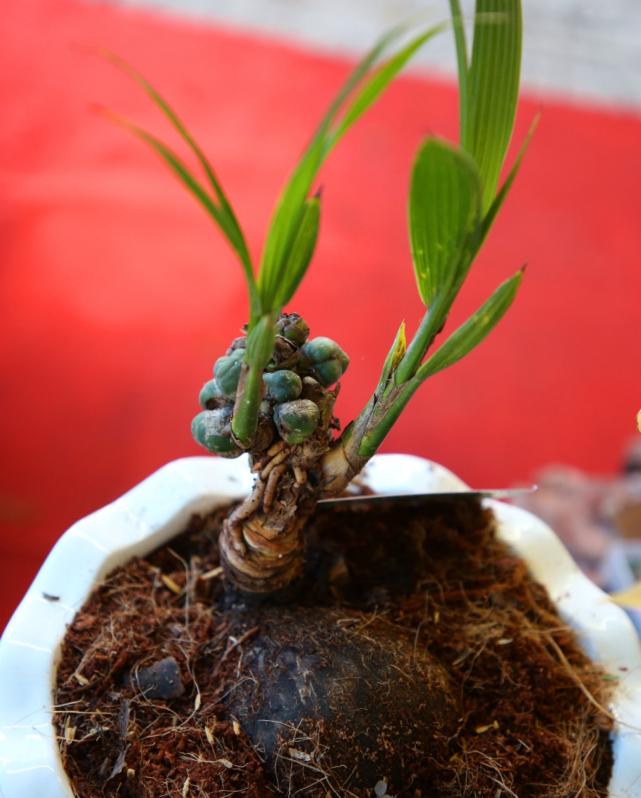 Cây dừa 2 đọt mini cao khoảng 20 cm nhưng trổ buồng vô cùng độc, lạ. Ảnh: Congan.