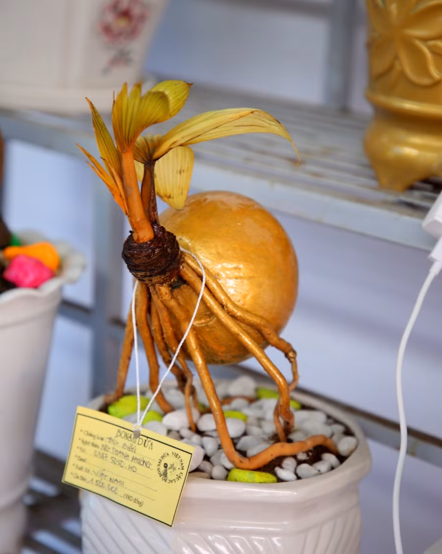 Theo các nghệ nhân, khâu khó nhất có lẽ là lột vỏ dừa. Phải làm sao rễ dừa không bị hư, thân dừa không bị gãy và phần gáo dừa phải luôn nhẵn bóng. Ảnh: Congan.