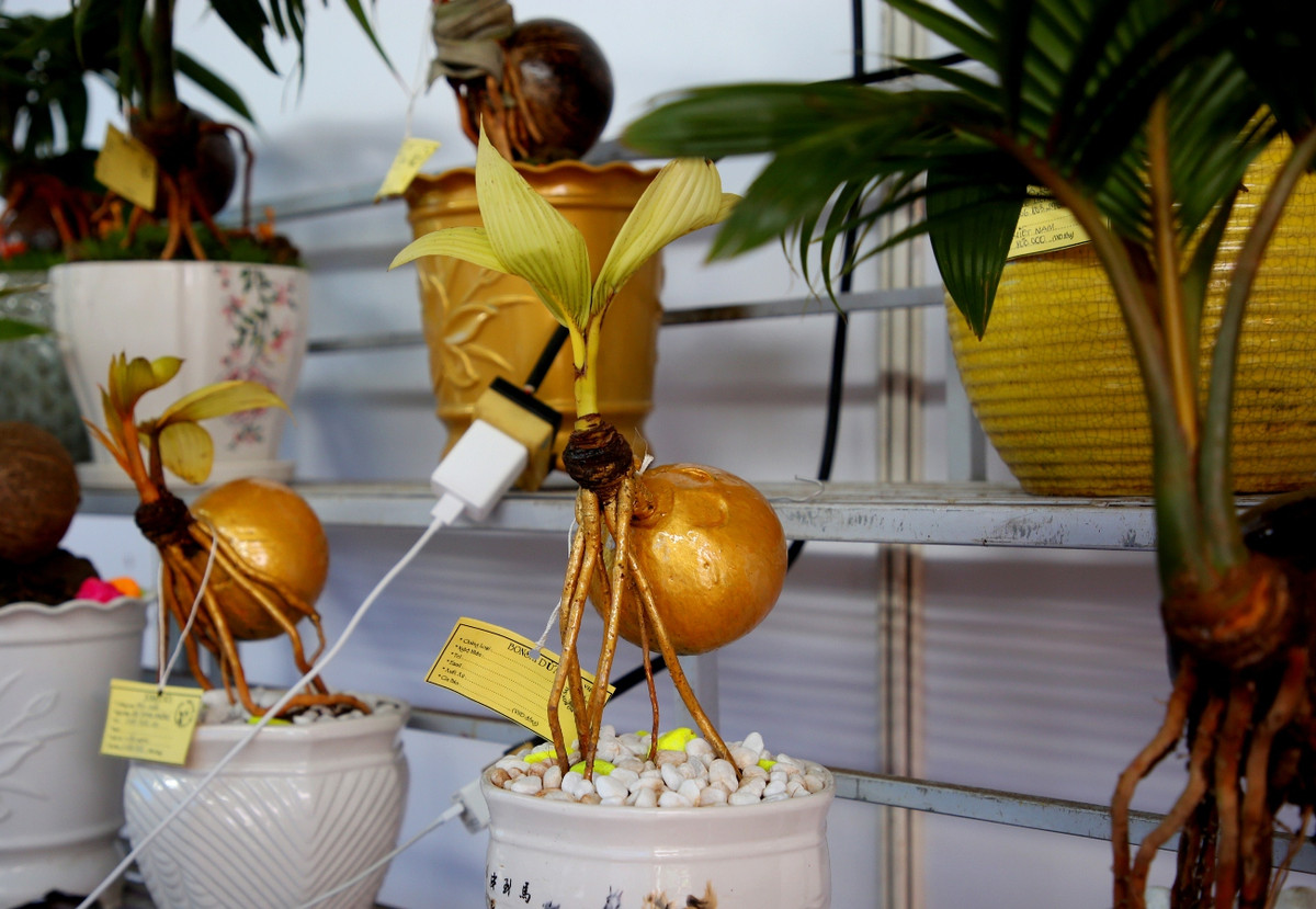 Dừa bonsai tài - lộc với phần lá và tàu có màu vàng, trắng. Ảnh: Congan.