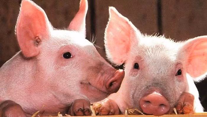 Gia heo hoi hom nay (6/11): Bien dong nhe trai chieu tren ca nuoc