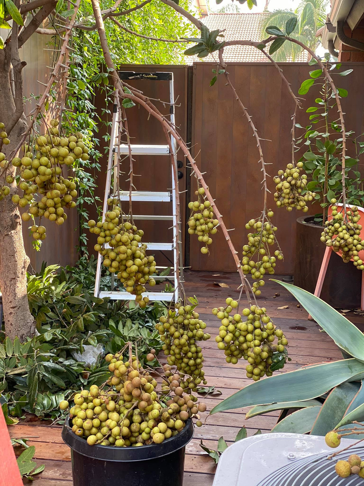 Các cành nhãn trĩu xuống, lúc lỉu, chỉ cần bắc thang là hái được.