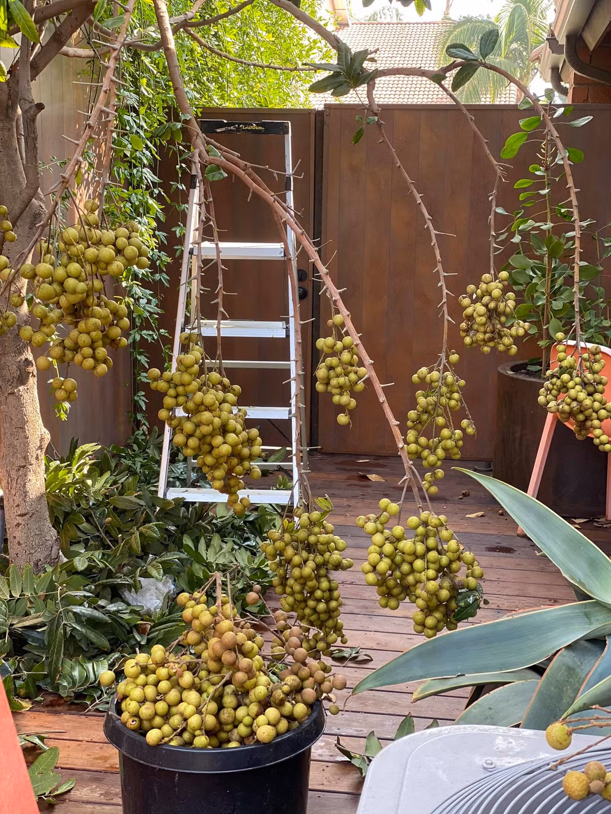 Các cành nhãn trĩu xuống, lúc lỉu, chỉ cần bắc thang là hái được.