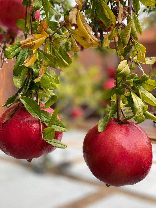 Những trái lựu vào mùa chín đỏ, sai trĩu.