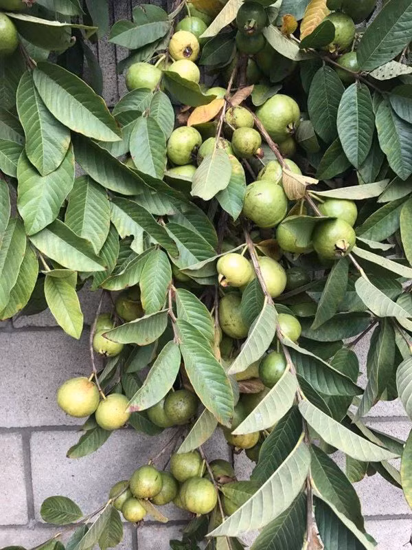 Cây ổi sai trĩu cảnh.