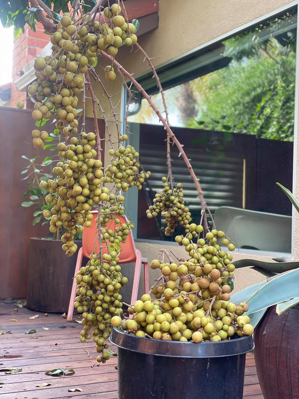 Cây nhãn được trồng sẵn trước khi Dương Mỹ Linh mua ngôi nhà và chuyển tới ở. Mỹ Linh cho biết năm nay bang California được mùa nhãn.