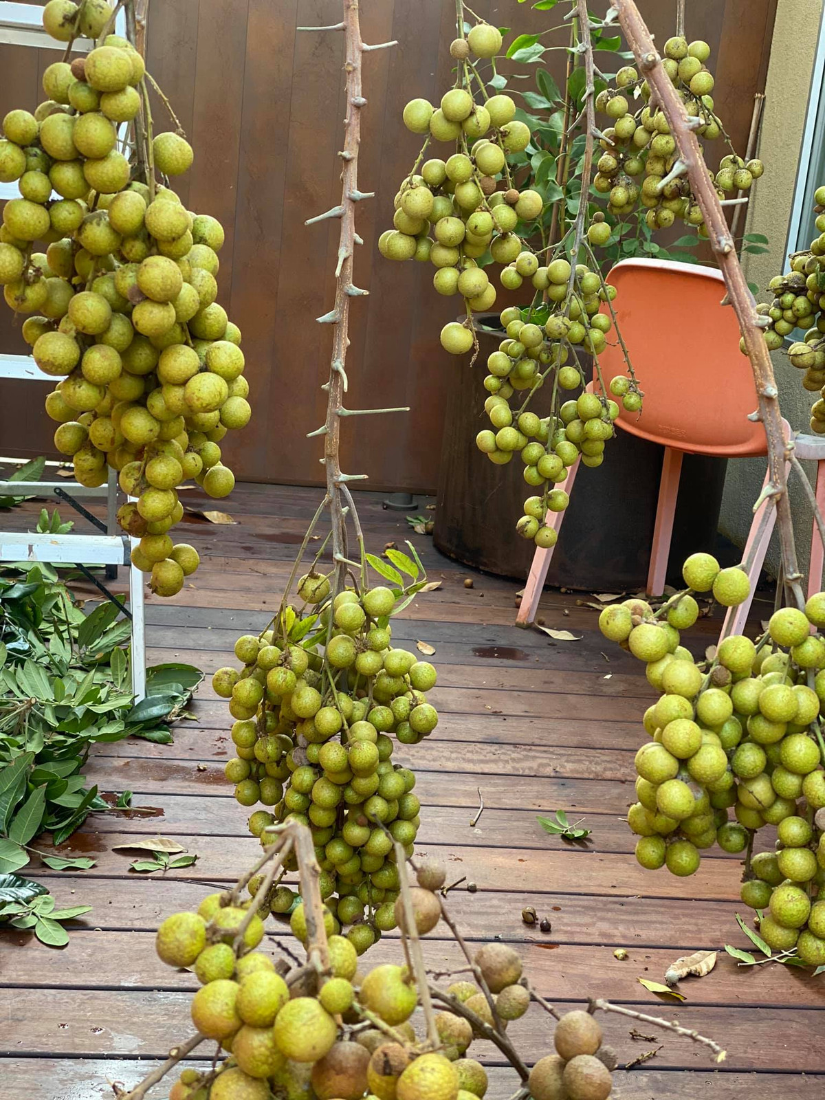 Hoa hậu Dương Mỹ Linh cho biết, do bận rộn quản lý tiệm phở nên cuối tuần trước, Dương Mỹ Linh tự thưởng cho bản thân kỳ nghỉ tới Seattle. Khi về, cô bất ngờ vì những chùm nhãn trong sân đồng loạt chín.