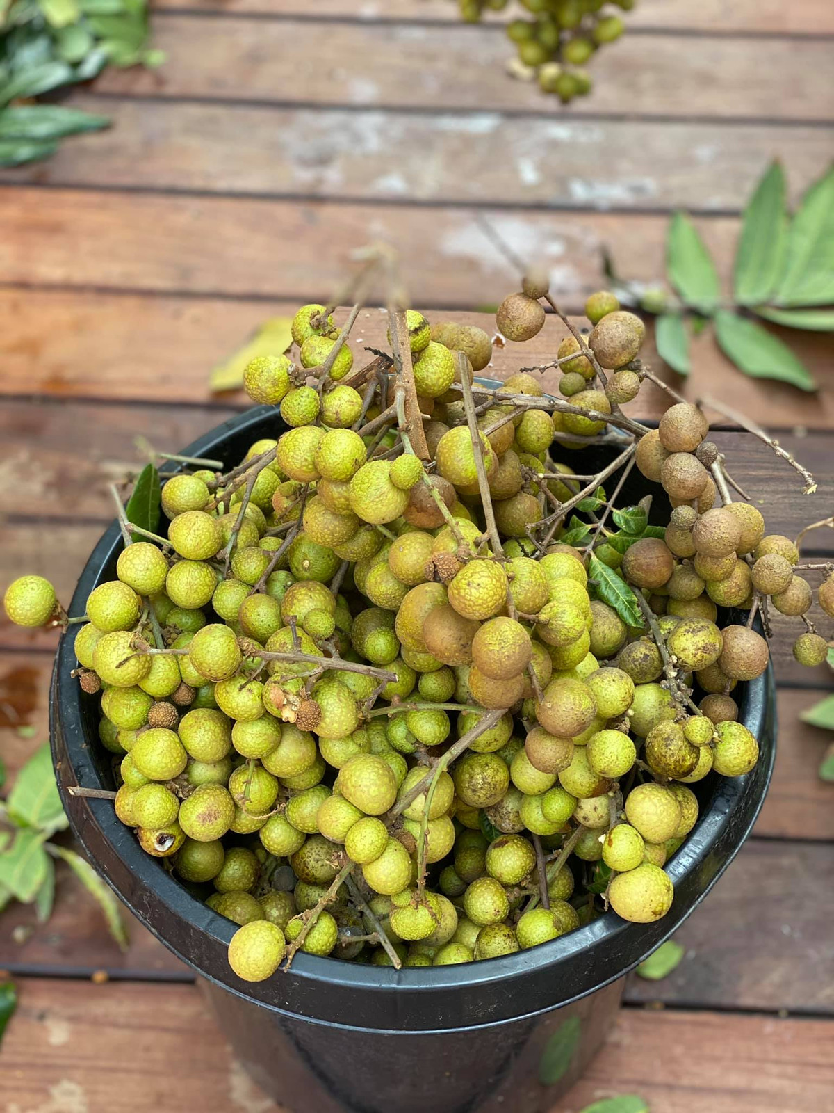 Mới đây, trên trang cá nhân, Hoa hậu Phụ nữ Việt Nam qua ảnh 2006 Dương Mỹ Linh hái được ba thùng nhãn cùi dày, hạt nhỏ từ cây nhãn lâu năm trồng ngay bên hông ngôi nhà cô đang sống ở California, Mỹ. Ảnh: FBNV