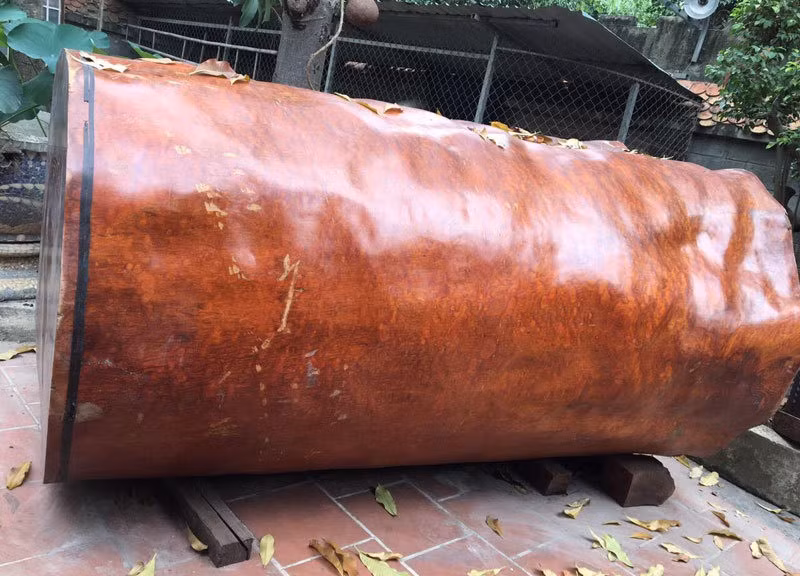 Năm 2019, một khúc gỗ nu Gõ đỏ được trả tới gần 4 tỷ nhưng chủ nhân (ông Minh ở Sapa, Lào Cai) chưa đồng ý bán. Ảnh: Vietnamnet