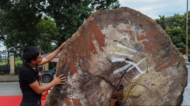 Theo thông tin được tiết lộ, khúc gỗ có tuổi thọ khoảng 5.000 năm, được mang về từ châu Phi. Chiều dài 5,48 m, vành tròn 2 bên 7,2 m. Ảnh: Dân Việt.