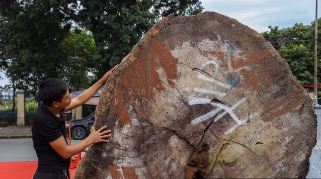 Theo thông tin được tiết lộ, khúc gỗ có tuổi thọ khoảng 5.000 năm, được mang về từ châu Phi. Chiều dài 5,48 m, vành tròn 2 bên 7,2 m. Ảnh: Dân Việt.