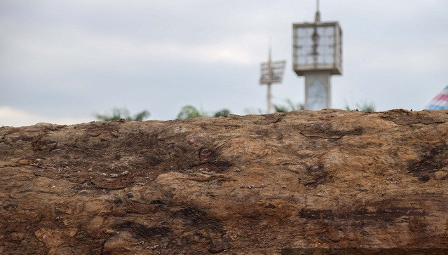 Cẩm lai là loại gỗ quý song giá 10 tỷ thì nhiều người cũng thật sự bất ngờ. Ảnh: Dân Việt.