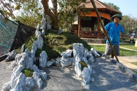 Cây ổi có hai thân chính cùng chung một gốc, được tạo dáng bay lắc thanh thoát. Ảnh: Vietnamnet.