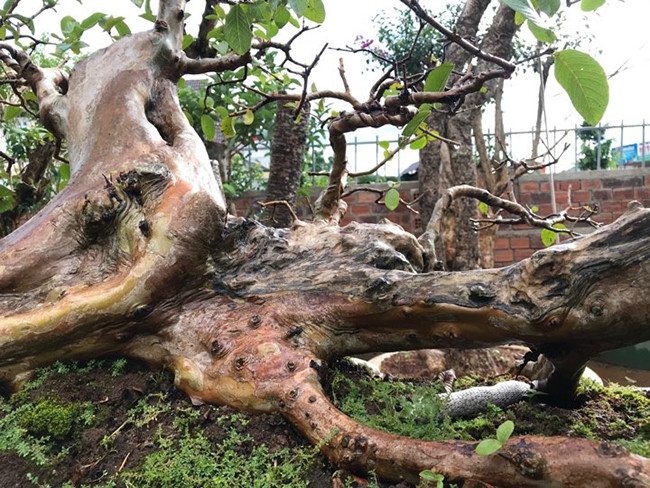 Theo anh Minh, cây ổi có nguồn gốc từ Di Linh (Lâm Đồng) được chủ nhân cũ khái thác cách đây 3 năm. Thời điểm đó, cây ổi nằm ở một sườn con suối trong rừng. Ảnh: Dân Việt.