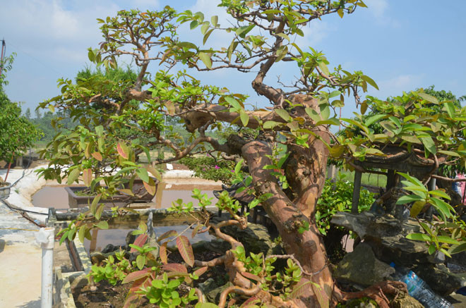 Cây ổi được trồng trong một cái chậu to, kê cao. Cây có hai thân chính, với khoảng 20 tay cành. Ảnh: Dân Việt.