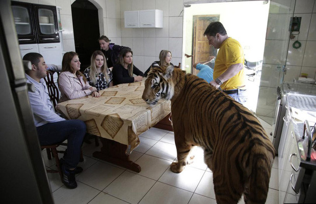 Một người phụ nữ Brazil giàu có nuôi tới 9 con hổ và 2 con sư tử cái trong nhà. Không dừng lại ở đó, người phụ nữ này thậm chí còn kiện Bộ động vật hoang dã liên bang để đòi khu vực riêng nuôi đàn thú cưng.