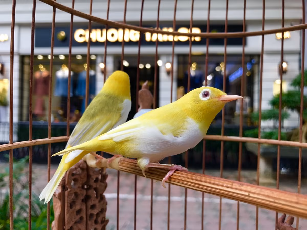 Những chú chim hoàng khuyên có giá từ 100-500 triệu đồng/con cũng khiến nhiều đại gia xuống tiền. Ảnh: Dân Việt.