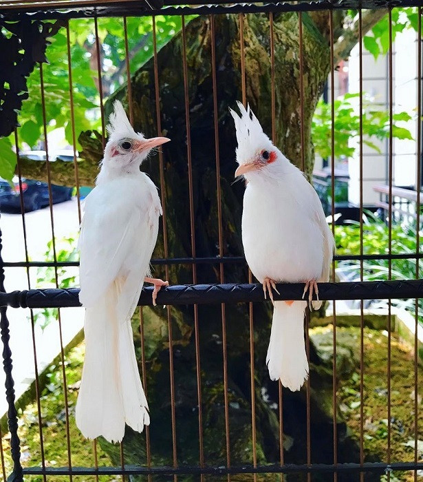 Để sở hữu được chú chim này, anh Chương phải mất rất nhiều thời gian đi từ Hà Nội về Bắc Giang tìm gặp, theo đuổi, thương thảo mới thuyết phục họ bán bởi đây là loại chim đột biến không phải ai cũng có may mắn sở hữu. Ảnh: Dân Việt.