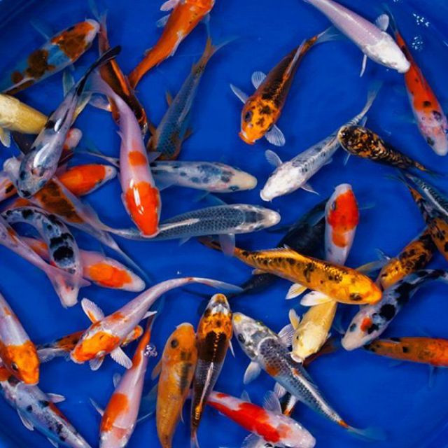 Thú cưng “quý tộc” nhà giàu Việt: Giá trên trời... khó nuôi Thu cung “quy toc” nha giau Viet: Gia tren troi... kho nuoi