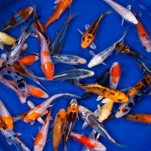 Nổi tiếng là loài cá cảnh quyền quý xuất hiện ở Nhật Bản và một số nước phương Đông, vài năm gần đây cá Koi trở thành vật nuôi được giới nhà giàu Việt ưa chuộng.