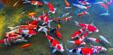 Cá biệt, có những con cá Koi giá lên tới 1.000 - 5000 USD (từ 23 triệu – khoảng 120 triệu)/con.