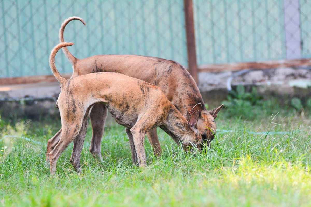 Thêm nữa, môi trường ở miền Bắc cũng khiến cho việc sinh sản của loài chó Phú Quốc cũng bị ảnh hưởng. Nếu chó đẻ vào những tháng nắng nóng thì chất lượng giống sẽ không được cao.