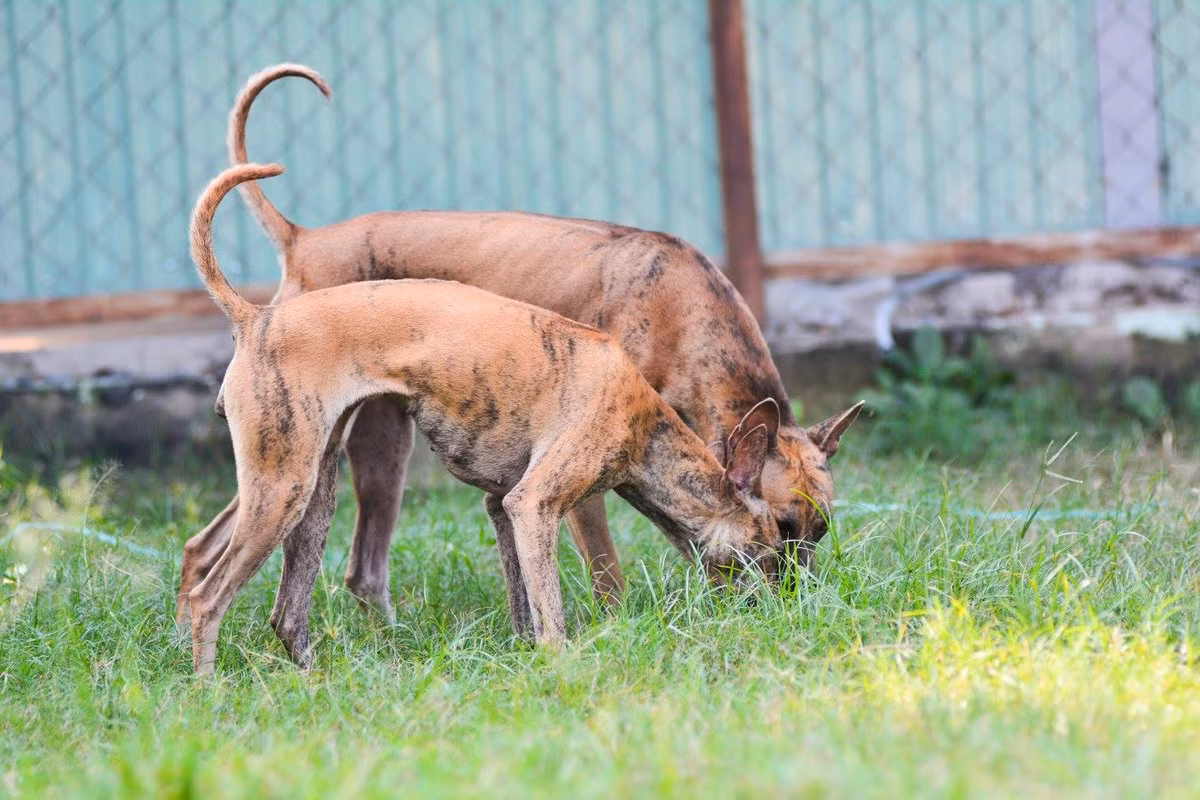 Thêm nữa, môi trường ở miền Bắc cũng khiến cho việc sinh sản của loài chó Phú Quốc cũng bị ảnh hưởng. Nếu chó đẻ vào những tháng nắng nóng thì chất lượng giống sẽ không được cao.