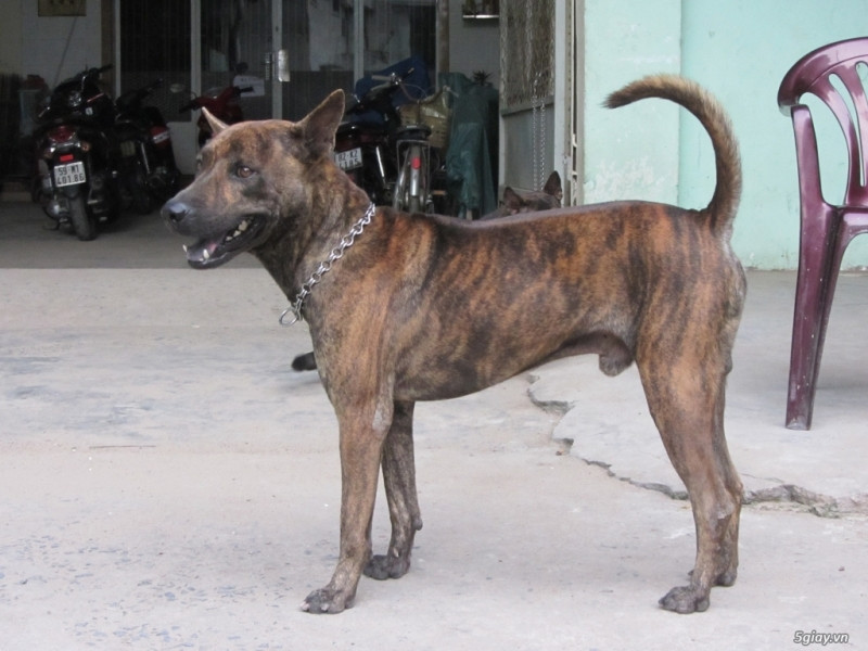 Chó Phú Quốc đang được ưa chuộng vì là giống chó thuần Việt, lại thông minh lanh lợi. Giá chó Phú Quốc hiện dao động từ 4 – 6 triệu, phụ thuộc chủ yếu vào màu sắc.