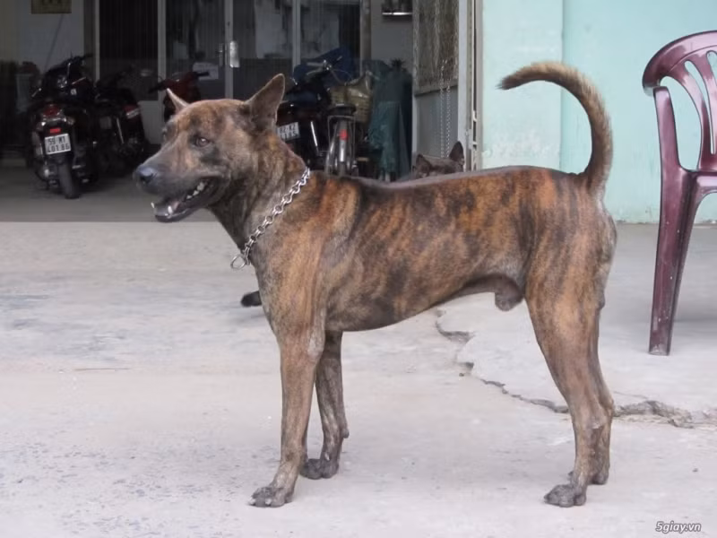 Chó Phú Quốc đang được ưa chuộng vì là giống chó thuần Việt, lại thông minh lanh lợi. Giá chó Phú Quốc hiện dao động từ 4 – 6 triệu, phụ thuộc chủ yếu vào màu sắc.