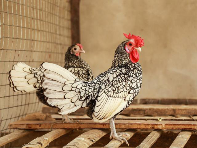 Tuy nhiên, nuôi gà vảy cá không hề dễ dàng. Gà vảy cá có sức đề kháng rất yếu, rất dễ bị dịch bệnh chết.